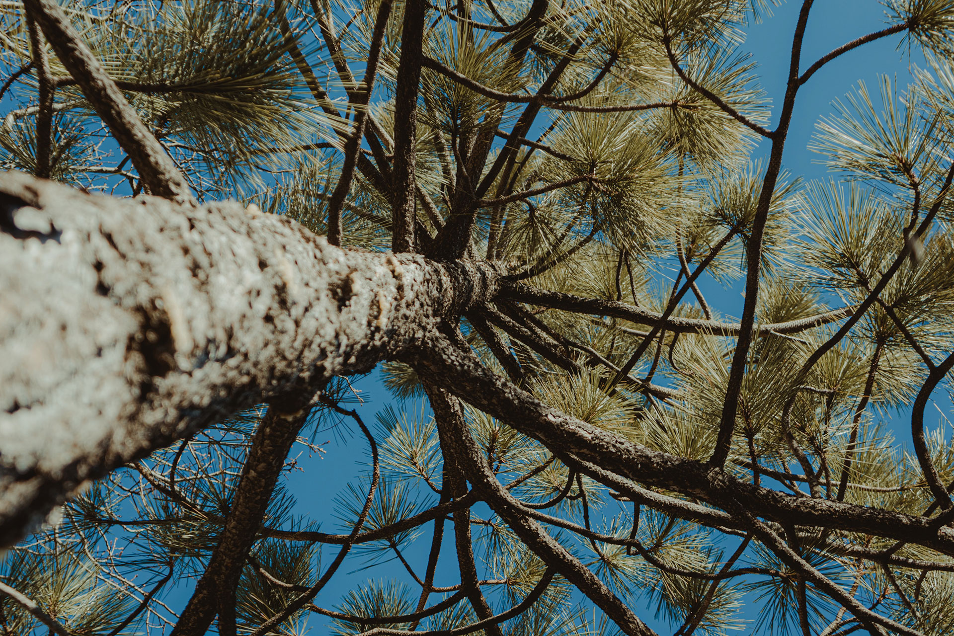 Whispering Pines