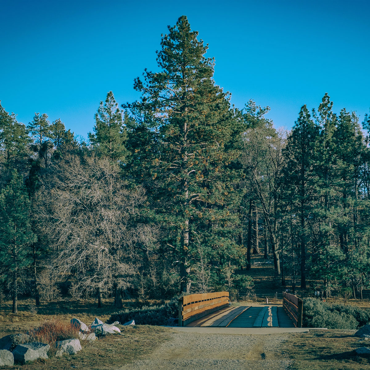 Cuyamaca Forest Ranch